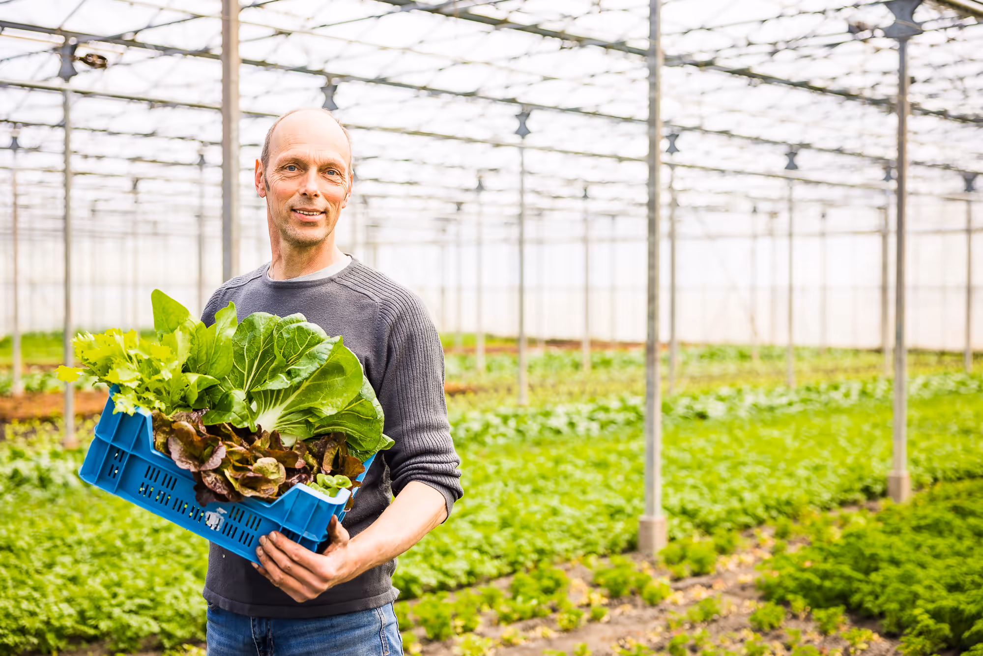Jochum de Boer met een krat vers geoogste biologische bladgroenten in zijn koude kas in Kimswerd
